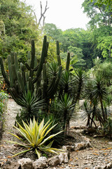 A desert garden featuring drought-resistant plants such as cacti and succulents, creating a unique and arid landscape