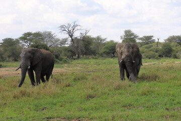 Fototapeta premium Afrikanischer Elefant im Schlamm / African elephant in the mud / Loxodonta africana