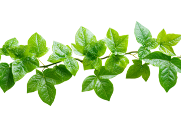 Green leaves on a vine bring a fresh vibe