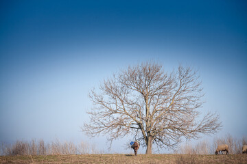 Donkeys and sheep share a quiet hillside beneath a leafless tree. The open pasture reflects local farming traditions in this rural Balkan landscape.