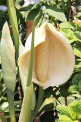 Flor de la monstera.