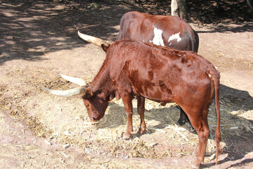 Ganado Watusi