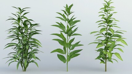 Three Different Types of Lush Green Plants,  Studio Shot, Botany Illustration
