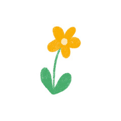 yellow flower on white background