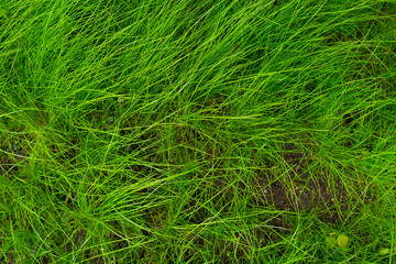 Green grass texture background Top view of bright grass garden Idea concept used for making green backdrop, lawn for training football pitch, Grass Golf Courses green lawn pattern textured background.