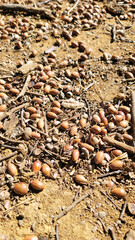 どんぐり・Acorns・도토리