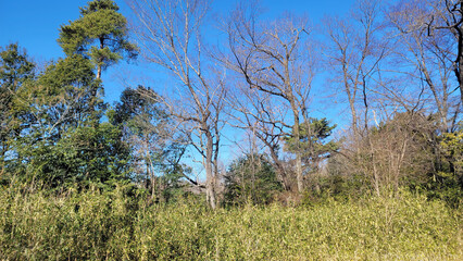 Obraz premium 林・森林・森／Forest, woods, woods／숲, 숲, 숲