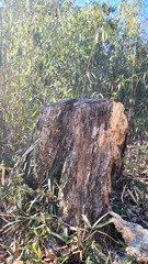 老木・old tree・노목