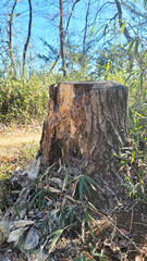 Fototapeta premium 老木・old tree・노목