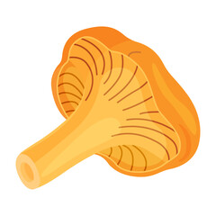 Chanterelle mushrooms 004