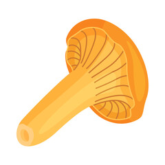 Chanterelle mushrooms 003