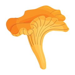 Chanterelle mushrooms 014