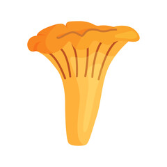 Chanterelle mushrooms 021