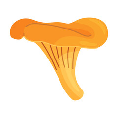 Chanterelle mushrooms 022