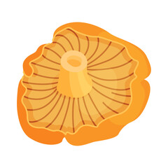 Chanterelle mushrooms 024