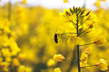 Field of yellow flowering oilseed rape in spring time (Brassica napus). Close up of blooming canola with honey bee collecting pollen at yellow flower, rapeseed plant landscape.