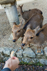 feeding the wild deer in Nara, Japan 