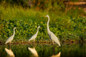 The charm of egrets hunting in the rice fields at dusk