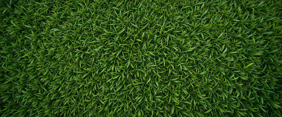 Top-down view of grass texture