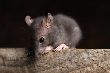 Grey rat on wooden plank, closeup. Pest control