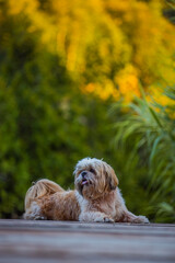 shih tzu dog walks on a bridge against the backdrop of mountains in summer 