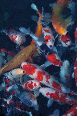 koi