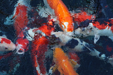 koi