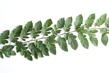 Fototapeta premium Green Branch with Leaves on White