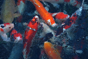 koi