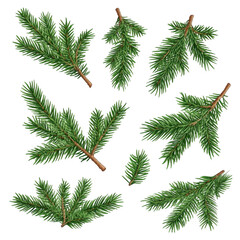 Obraz premium Collection of Realistic Pine Greenery Branches on Black Background