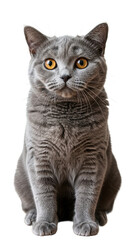 Obraz premium Cute British shorthair cat isolated on White background