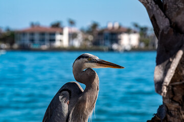 Great Blue Heron