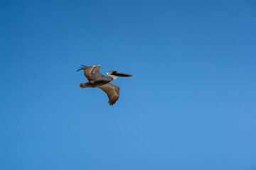 Obraz premium Pelican in flight