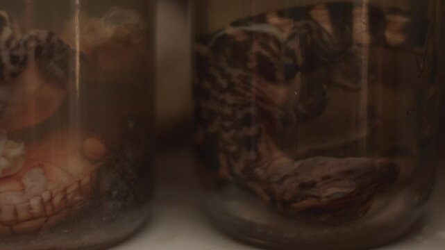 Mad Scientist Specimen Jars