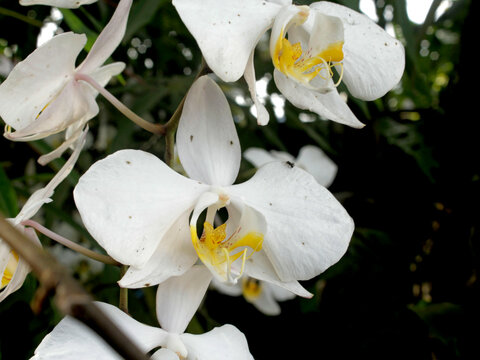 Moon Orchid (Phalaenopsis amabilis) or Puspa Pesona, Moon Orchid is a monopodial orchid plant that likes a little sunlight to support its life.