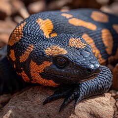 Obraz premium Close-up of a black and orange lizard on rocks.