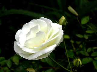 White roses are thought to represent purity and elegance. In fact, traditional brides wear white...