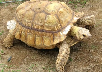 Obraz premium turtle