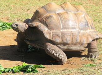 turtle