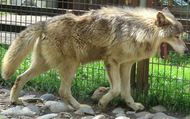 Obraz premium wolf