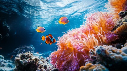 Obraz premium Vibrant Clownfish and Coral Reef Underwater Scene