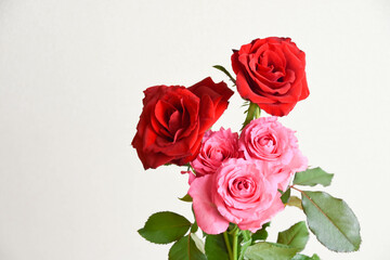 赤とピンクのばら