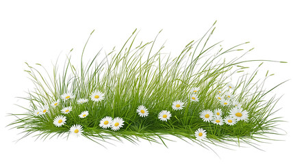 Daisy wildflowers and green spring grass on a clean, simple background, symbolizing renewal