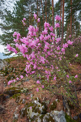 Rhododendron dauricum bushes with flowers in altai pine forest.