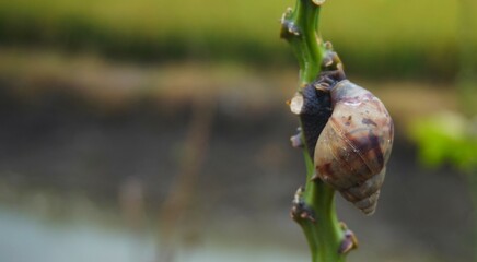 small snails on papaya trees, these shelled animals move very slowly