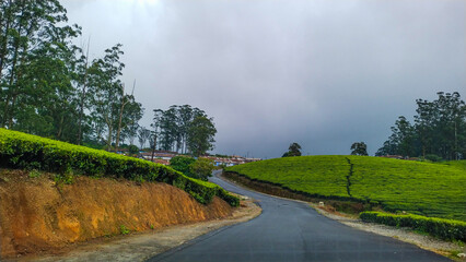 A beautiful landscape of tea plantation. Picture clicked at Magamalai, mountain range located in...