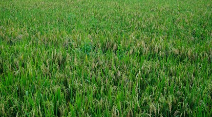 Green rice plants, which have started to bear fruit, are suitable for backgrounds