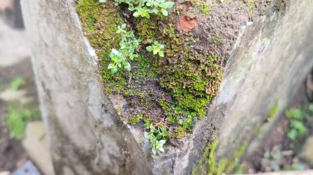 The black ant colony is busy