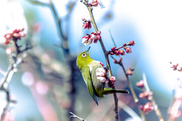 A Winged Guest of the Plum Tree