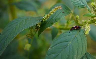 black insects that land on spinach leaves